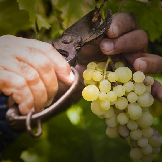 Vitivinicola Barazza